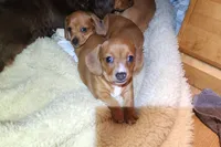 Jagger - AKC, a male Miniature Dachshund for sale in Kissimmee, FL – 2 of 9
