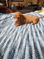 Heidi , a female Miniature Dachshund for sale in Kissimmee, FL – 5 of 8