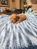 Jagger , a male Miniature Dachshund for sale in Kissimmee, FL – 4 of 7