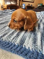 Heidi , a female Miniature Dachshund for sale in Kissimmee, FL – 2 of 8