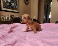 Jagger - AKC, a male Miniature Dachshund for sale in Kissimmee, FL – 3 of 9