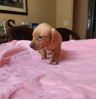 Otto - AKC, a male Miniature Dachshund for sale in Kissimmee, FL – 5 of 10