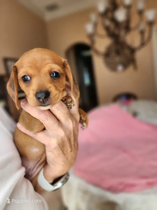 Jagger  – Miniature Dachshund puppy for sale in Kissimmee, FL