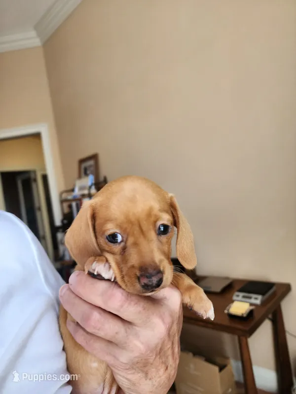 Otto  – Miniature Dachshund puppy for sale in Kissimmee, FL