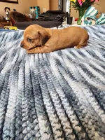 Jagger , a male Miniature Dachshund for sale in Kissimmee, FL – 3 of 7