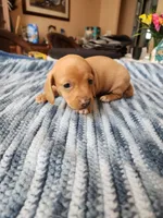Otto , a male Miniature Dachshund for sale in Kissimmee, FL – 5 of 8