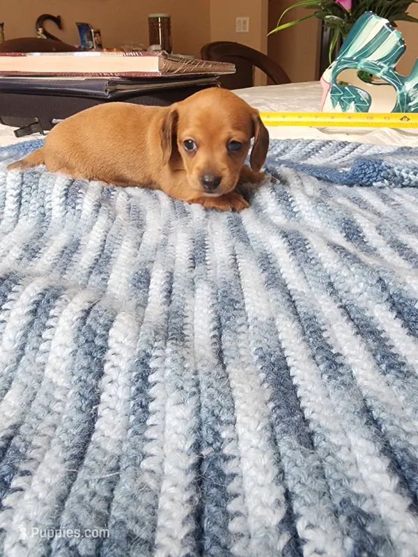 Jagger  – Miniature Dachshund puppy for sale in Kissimmee, FL