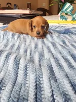 Jagger - AKC, a male Miniature Dachshund for sale in Kissimmee, FL – 4 of 9
