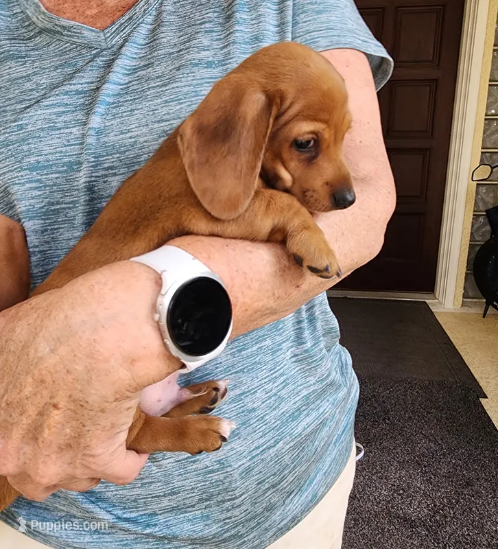 Jagger - AKC – Miniature Dachshund puppy for sale in Kissimmee, FL