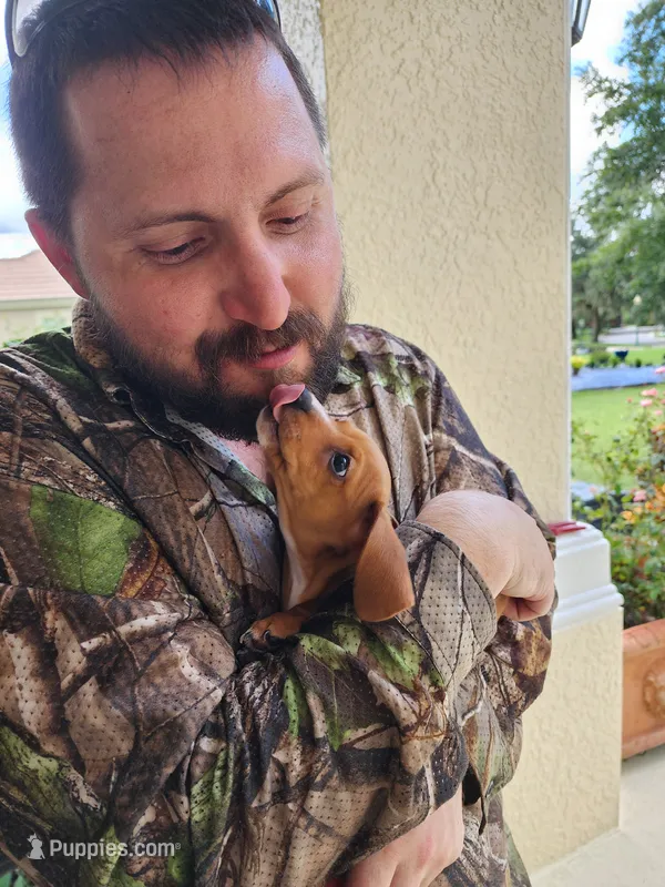 Heidi - AKC – Miniature Dachshund puppy for sale in Kissimmee, FL