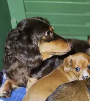 Heidi - AKC, a female Miniature Dachshund for sale in Kissimmee, FL – 4 of 9