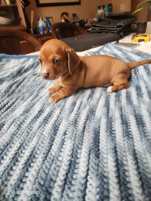 Heidi  – Miniature Dachshund puppy for sale in Kissimmee, FL