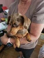 Jagger , a male Miniature Dachshund for sale in Kissimmee, FL – 6 of 7