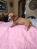 Heidi - AKC, a female Miniature Dachshund for sale in Kissimmee, FL – 3 of 9