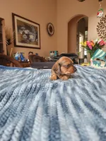 Felix , a male Miniature Dachshund for sale in Kissimmee, FL – 7 of 10