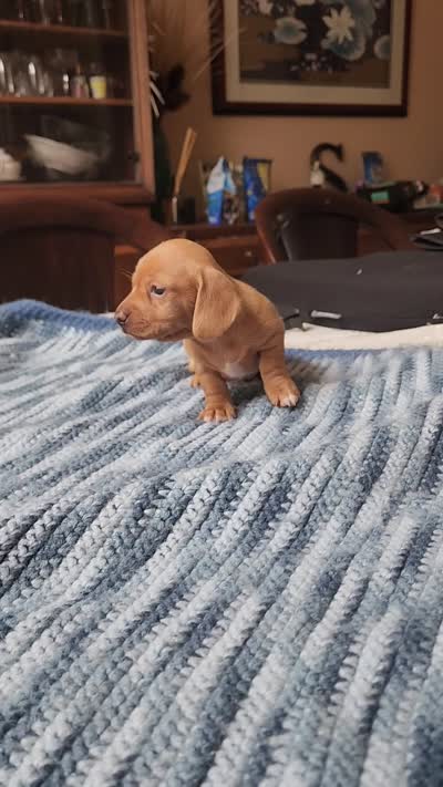 Otto , a male Miniature Dachshund for sale in Kissimmee, FL – 6 of 8
