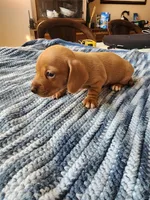 Otto , a male Miniature Dachshund for sale in Kissimmee, FL – 2 of 8