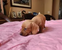 Otto - AKC, a male Miniature Dachshund for sale in Kissimmee, FL – 6 of 10