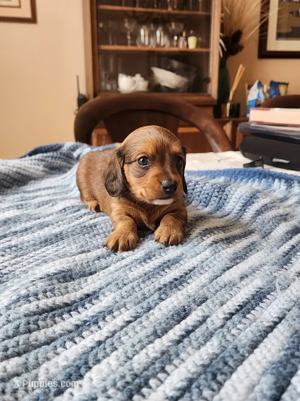 Felix  – Miniature Dachshund puppy for sale in Kissimmee, FL