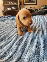 Otto , a male Miniature Dachshund for sale in Kissimmee, FL – 3 of 8
