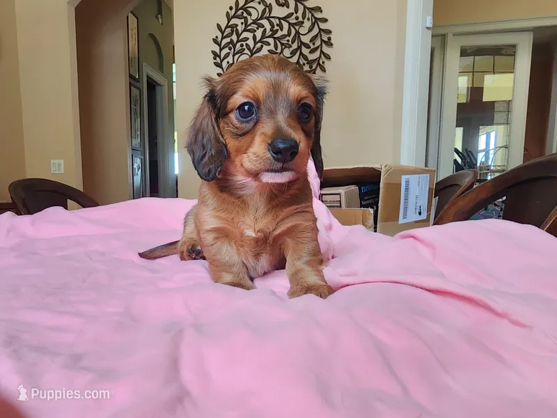 Felix  – Miniature Dachshund puppy on hold in Kissimmee, FL