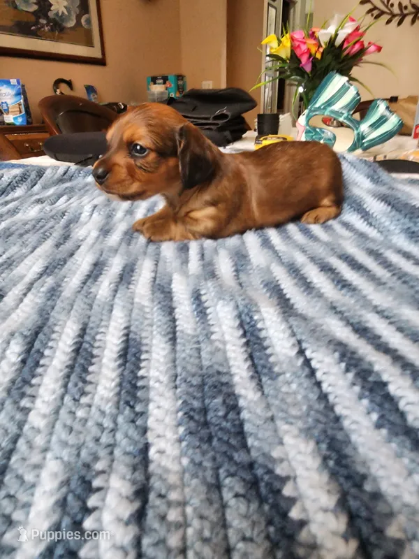 Felix  – Miniature Dachshund puppy for sale in Kissimmee, FL