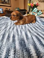 Felix , a male Miniature Dachshund for sale in Kissimmee, FL – 1 of 10