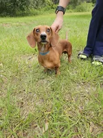 Otto , a male Miniature Dachshund for sale in Kissimmee, FL – 8 of 8