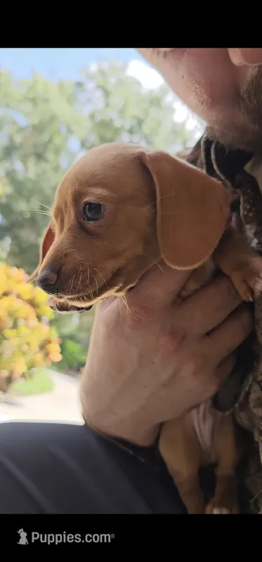 Otto - AKC – Miniature Dachshund puppy for sale in Kissimmee, FL
