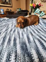 Felix , a male Miniature Dachshund for sale in Kissimmee, FL – 2 of 10