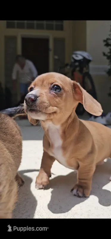 Heidi - AKC – Miniature Dachshund puppy for sale in Kissimmee, FL