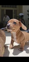 Heidi - AKC, a female Miniature Dachshund for sale in Kissimmee, FL – 1 of 9