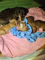 Jagger - AKC, a male Miniature Dachshund for sale in Kissimmee, FL – 6 of 9