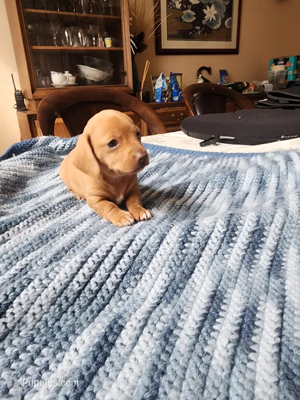 Otto  – Miniature Dachshund puppy for sale in Kissimmee, FL