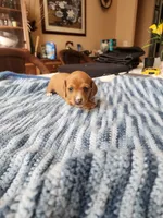 Heidi , a female Miniature Dachshund for sale in Kissimmee, FL – 4 of 8