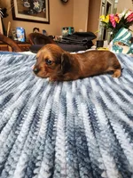 Felix , a male Miniature Dachshund for sale in Kissimmee, FL – 3 of 10