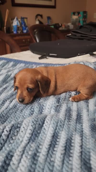 Jagger , a male Miniature Dachshund for sale in Kissimmee, FL – 5 of 7