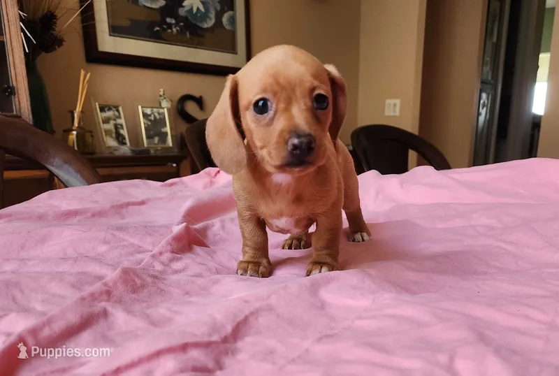 Otto  – Miniature Dachshund puppy for sale in Kissimmee, FL