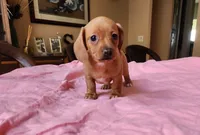 Otto - AKC, a male Miniature Dachshund for sale in Kissimmee, FL – 3 of 10