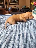 Otto , a male Miniature Dachshund for sale in Kissimmee, FL – 4 of 8