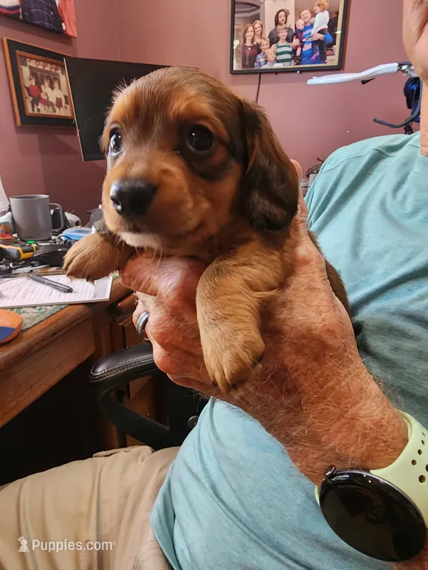 Felix  – Miniature Dachshund puppy for sale in Kissimmee, FL