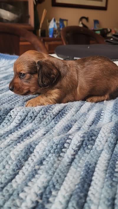 Felix , a male Miniature Dachshund for sale in Kissimmee, FL – 8 of 10