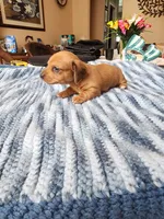 Jagger , a male Miniature Dachshund for sale in Kissimmee, FL – 2 of 7