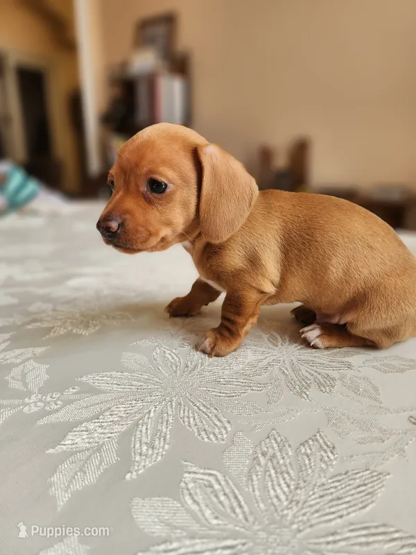 Otto  – Miniature Dachshund puppy for sale in Kissimmee, FL