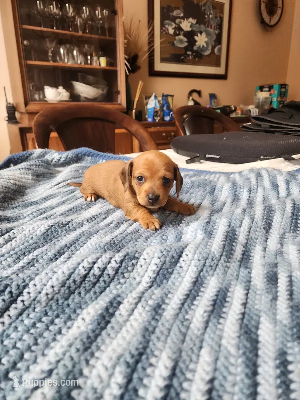 Jagger  – Miniature Dachshund puppy for sale in Kissimmee, FL