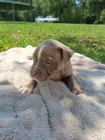 ABA registered Thunder , a male American Bully for sale in Evergreen, AL – 10 of 10