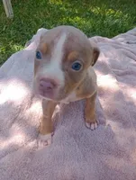 ABA Registered Romeo, a male American Bully for sale in Evergreen, AL – Photo 4 of 4