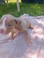 ABA Registered Romeo, a male American Bully for sale in Evergreen, AL – Photo 3 of 4