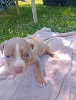 ABA Registered Romeo, a male American Bully for sale in Evergreen, AL – Photo 2 of 4