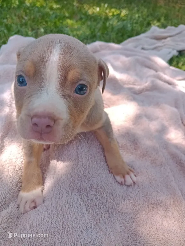 ABA Registered Romeo – American Bully puppy for sale in Evergreen, AL
